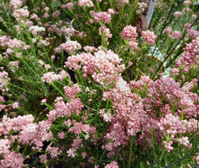 Load image into Gallery viewer, Ozothamnus Red Gingham