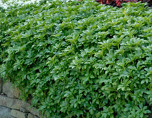 Load image into Gallery viewer, Pachysandra terminalis