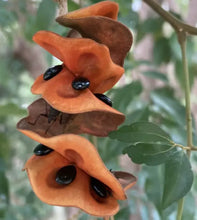 Load image into Gallery viewer, Pararchidendron pruinosum Snow Wood