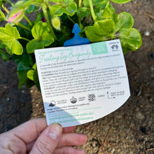 Load image into Gallery viewer, Geranium Elite Ivy Burgundy