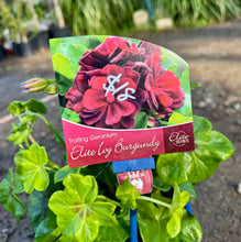 Load image into Gallery viewer, Geranium Elite Ivy Burgundy