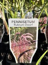 Load image into Gallery viewer, Pennisetum advena Rubrum Dwarf