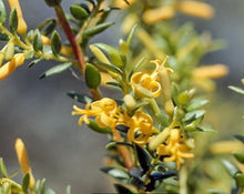Load image into Gallery viewer, Persoonia oxycoccoides