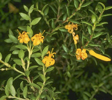 Load image into Gallery viewer, Persoonia oxycoccoides