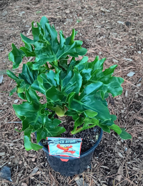 Philodendron selloum Super Atom  Mountain View Nursery