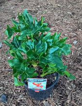 Load image into Gallery viewer, Philodendron selloum Super Atom