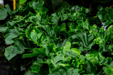 Load image into Gallery viewer, Philodendron selloum Super Atom