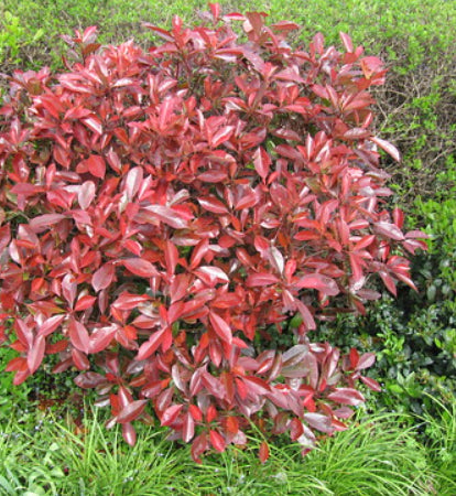 Photinia fraserii 'Red Robin' – Mountain View Nursery