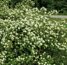 Load image into Gallery viewer, Physocarpus opulifolius Green {Ninebark}