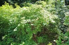 Load image into Gallery viewer, Physocarpus opulifolius Green {Ninebark}