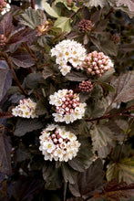 Load image into Gallery viewer, Physocarpus opulifolius 'Monlo' Diabolo PBR