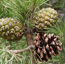 Load image into Gallery viewer, Pinus pinea Stone Pine