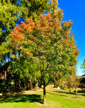 Load image into Gallery viewer, Pistacia chinensis 'Chinese Pistachio'
