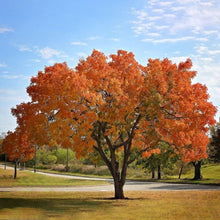 Load image into Gallery viewer, Pistacia chinensis 'Chinese Pistachio'