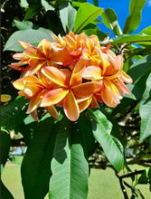 Load image into Gallery viewer, Plumeria rubra Fruit Salad