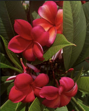 Load image into Gallery viewer, Plumeria Pure Passion