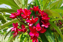 Load image into Gallery viewer, Plumeria Pure Passion