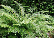 Load image into Gallery viewer, Polystichum proliferum Mother Shield