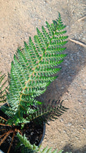 Load image into Gallery viewer, Polystichum proliferum Mother Shield