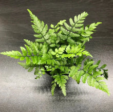 Load image into Gallery viewer, Polystichum tsussimense {Korean Rock Fern}