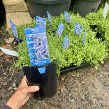 Load image into Gallery viewer, Pratia pedunculata Blue