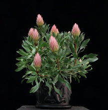 Load image into Gallery viewer, Protea Autumn Prince