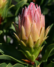 Load image into Gallery viewer, Protea Autumn Prince