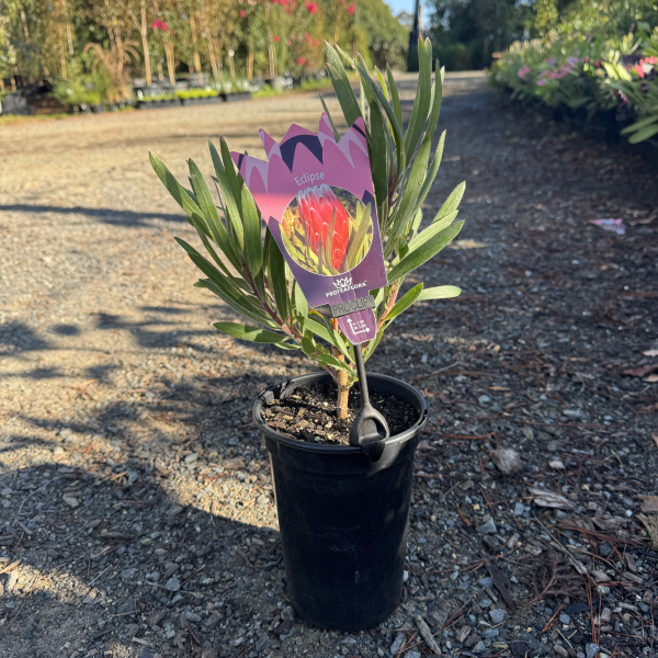 Protea pudens Eclipse – Mountain View Nursery