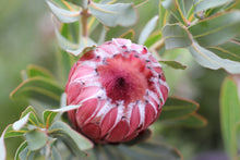 Load image into Gallery viewer, Protea 'Frosted Fire'