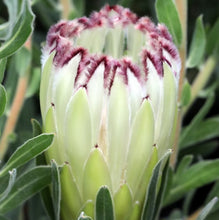 Load image into Gallery viewer, Protea Limelight