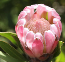 Load image into Gallery viewer, Protea Pink Pearl