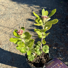 Load image into Gallery viewer, Protea 'Possum Magic' PBR