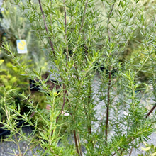Load image into Gallery viewer, Prostanthera scutellarioides Lilac Splash