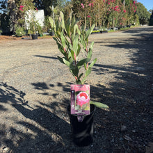 Load image into Gallery viewer, Protea 'Stately'