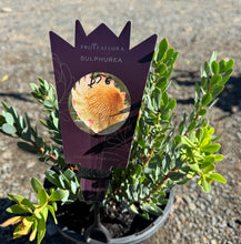 Load image into Gallery viewer, Protea sulphurea