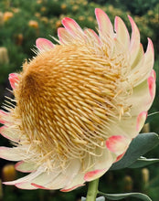 Load image into Gallery viewer, Protea sulphurea