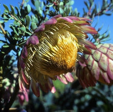 Load image into Gallery viewer, Protea sulphurea