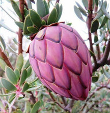 Load image into Gallery viewer, Protea sulphurea