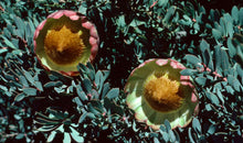Load image into Gallery viewer, Protea sulphurea
