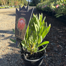 Load image into Gallery viewer, Protea 'Venus'