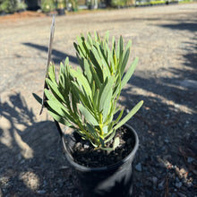 Load image into Gallery viewer, Protea 'Venus'