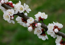 Load image into Gallery viewer, Prunus armeniaca Dwarf Fireball Apricot