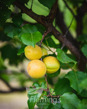 Load image into Gallery viewer, 'Trevatt' Apricot - Prunus armeniaca