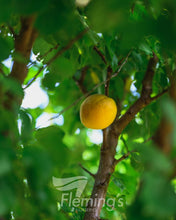 Load image into Gallery viewer, 'Trevatt' Apricot - Prunus armeniaca