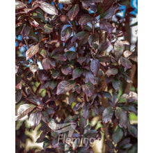 Load image into Gallery viewer, Prunus cerasifera Oakville Crimson Spire