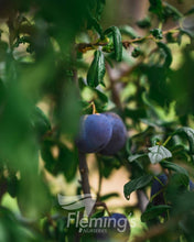 Load image into Gallery viewer, Prunus domestica Angelina (Plum)