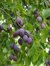 Load image into Gallery viewer, Prunus domestica Sugar Plum Dwarf