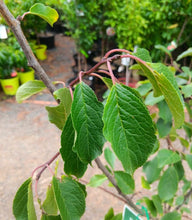 Load image into Gallery viewer, Prunus domestica Sugar Plum Dwarf