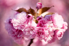 Load image into Gallery viewer, Prunus serrulata 'Kanzan' - Ornamental Cherry