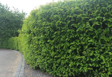 Load image into Gallery viewer, Prunus lusitanica Portuguese Laurel